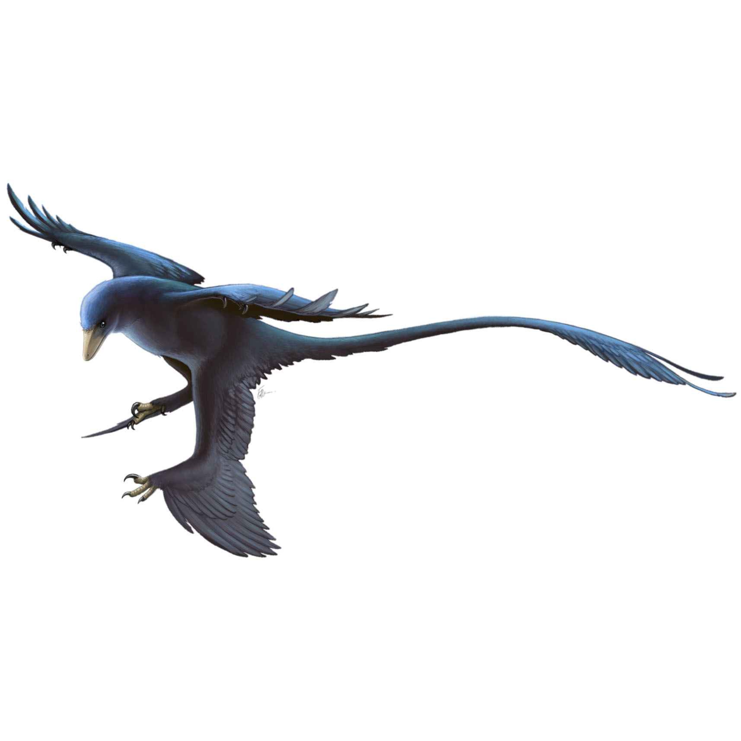 Microraptor, the Tiny Thief