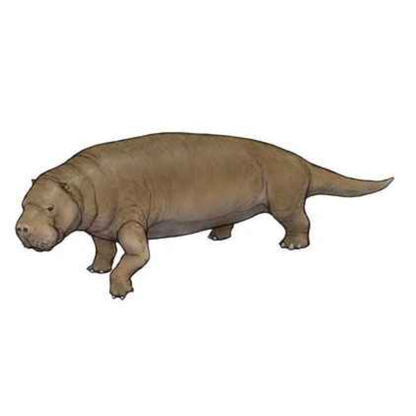 Pezosiren, the Walking Manatee