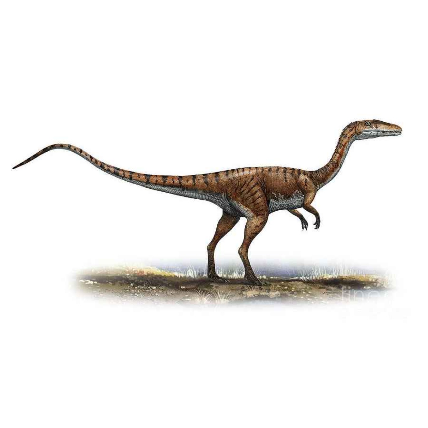 Paleo Bites