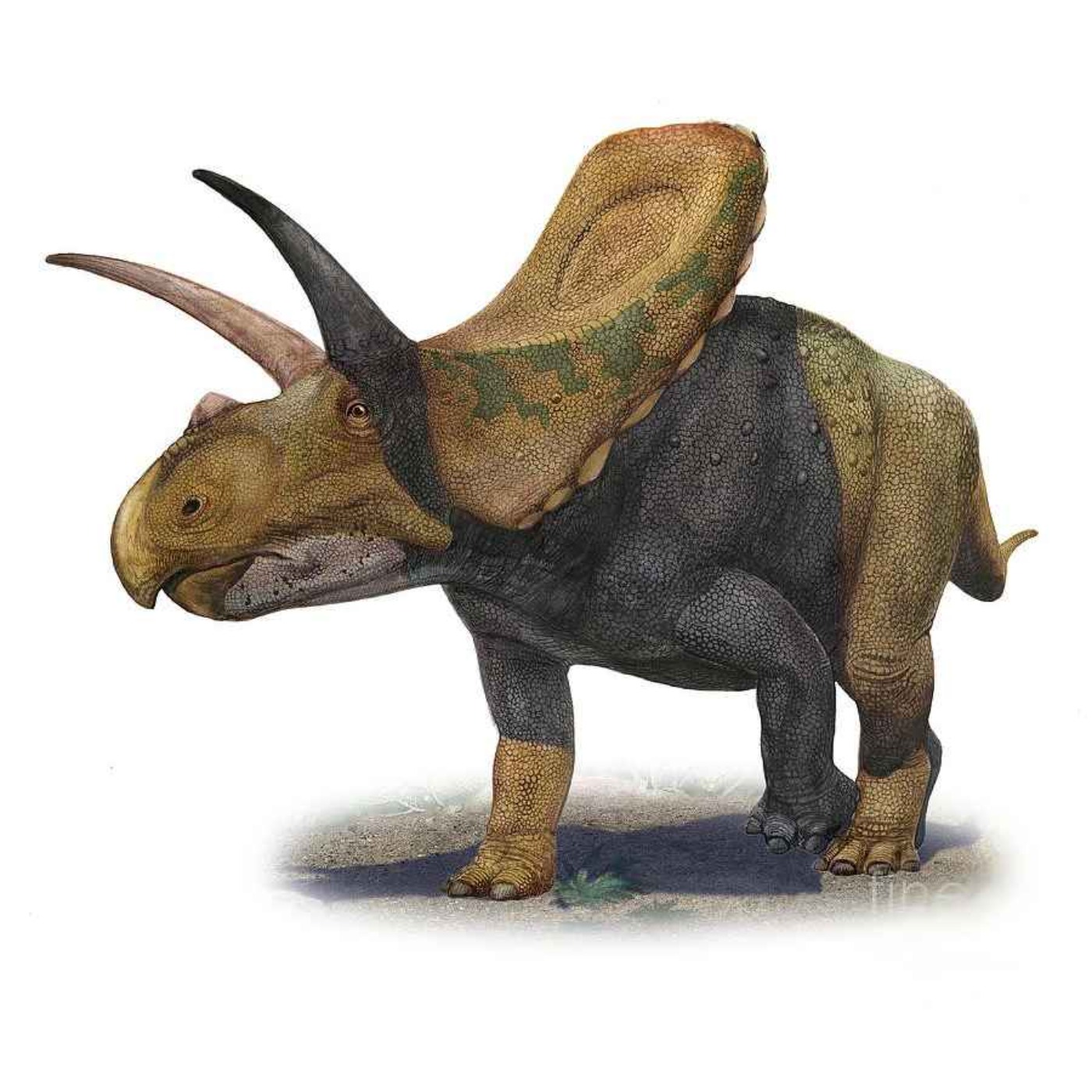 cover art for Torosaurus, the Perforated Lizard