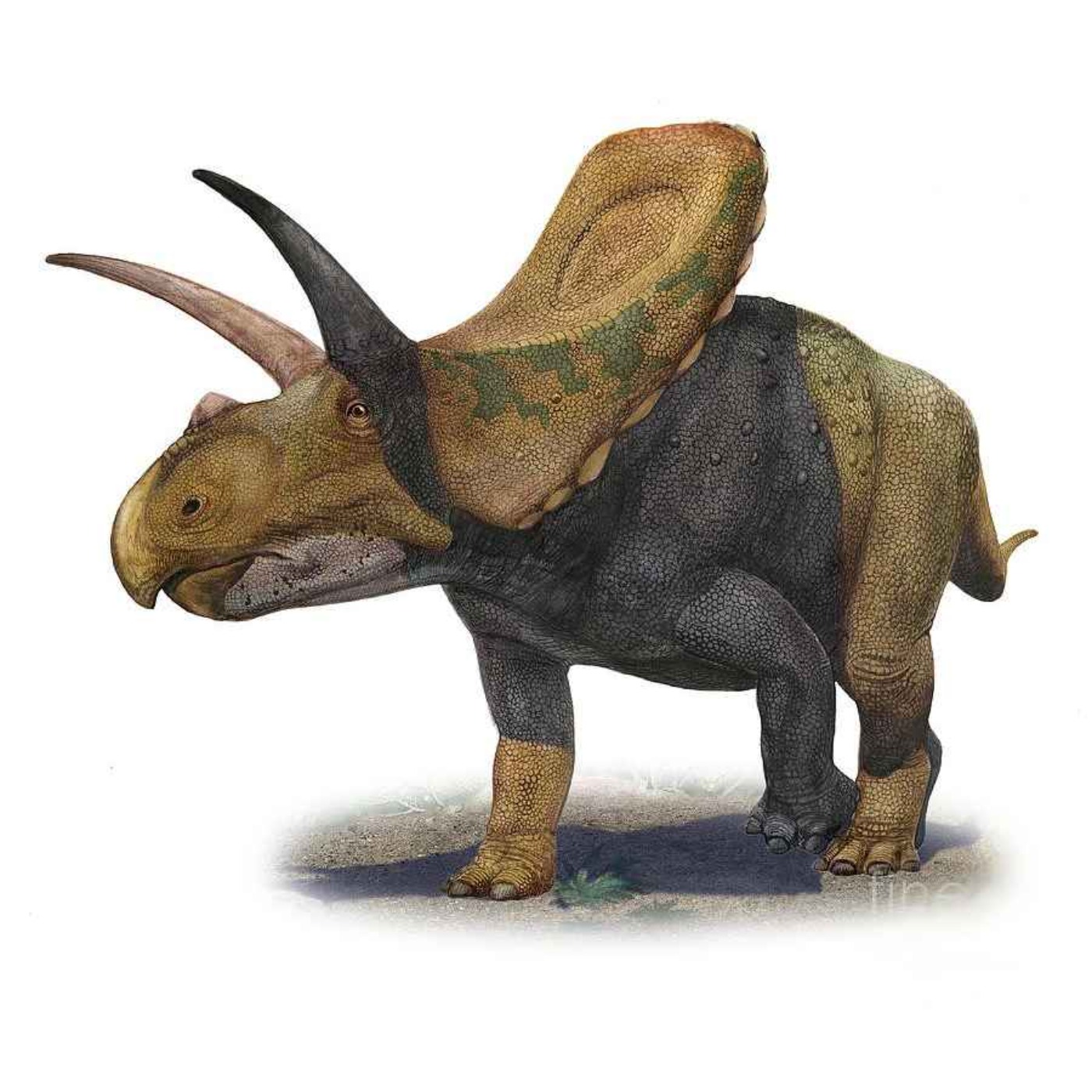 Paleo Bites