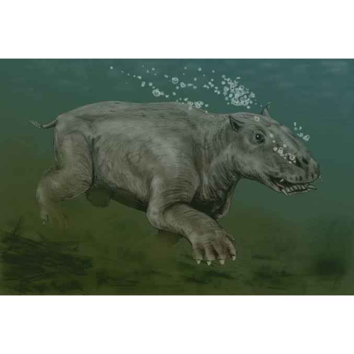 Paleoparadoxia, the Ancient Enigma