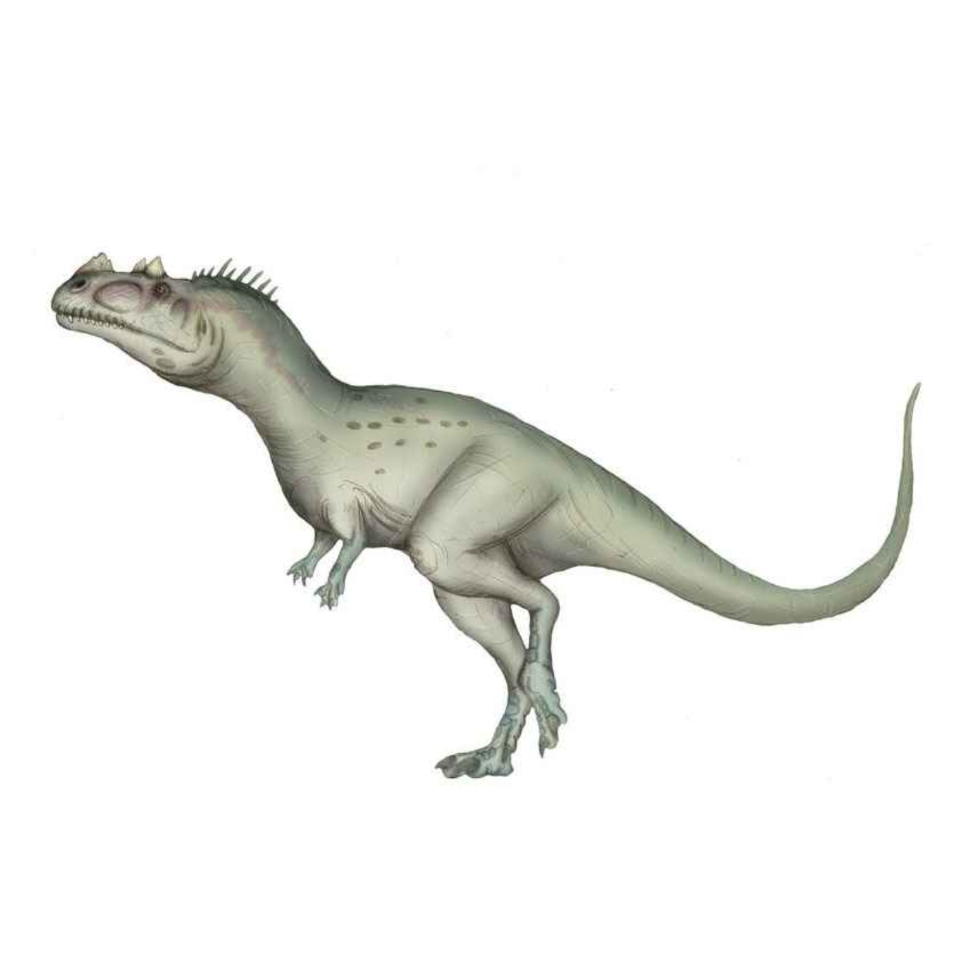 Paleo Bites