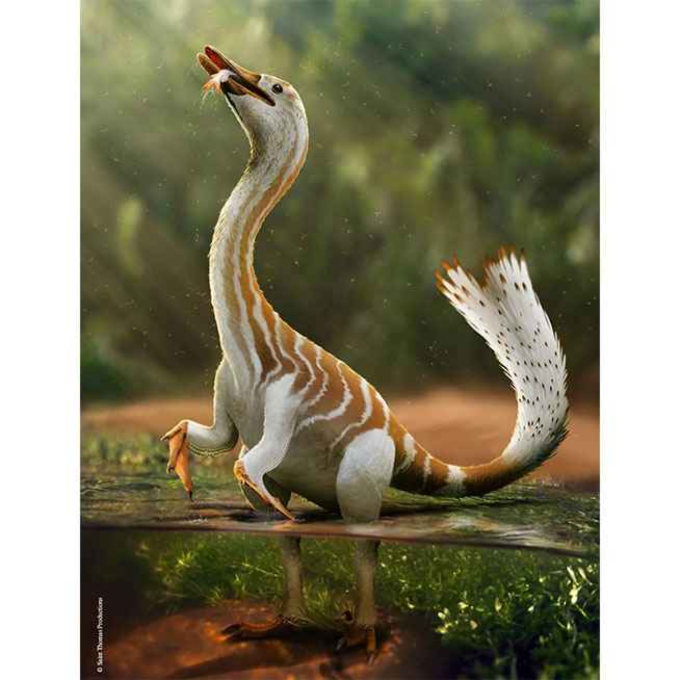 Halszkaraptor, the Thief of Halszka Osmolska