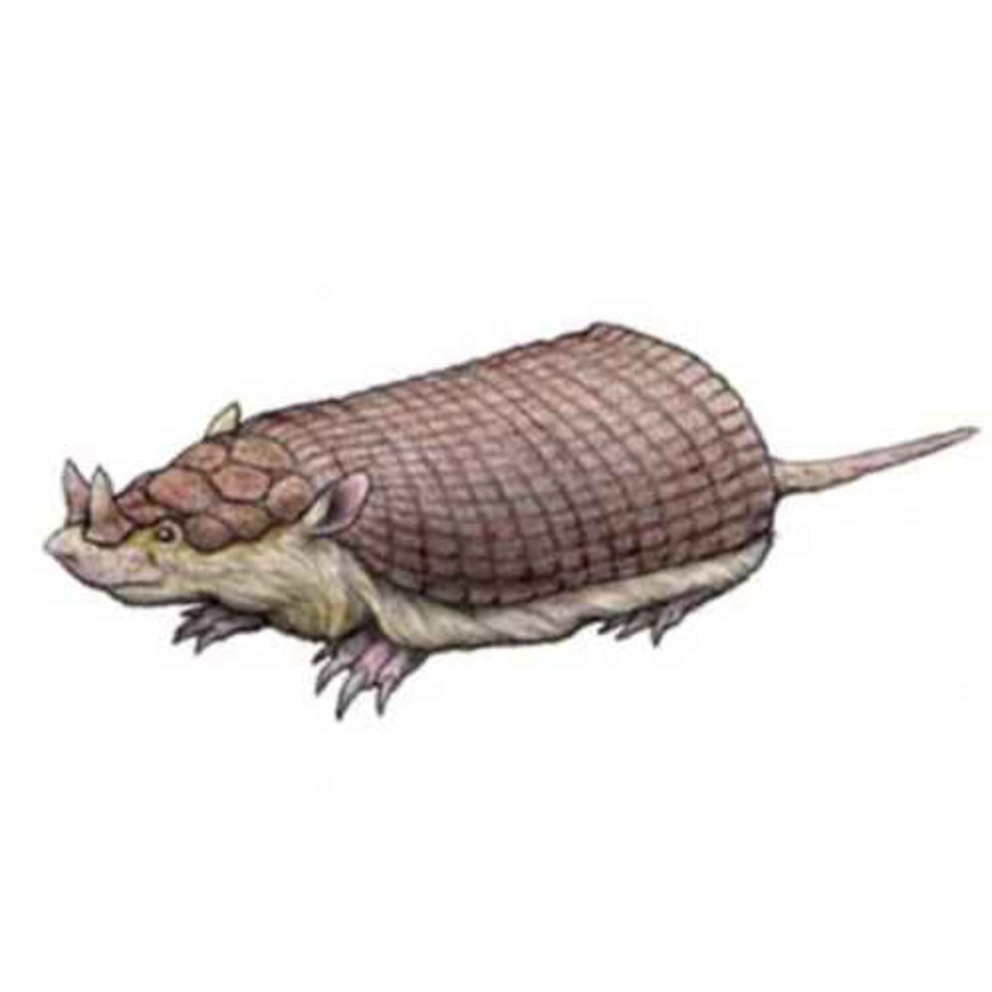 Peltephilus, the Armor Lover