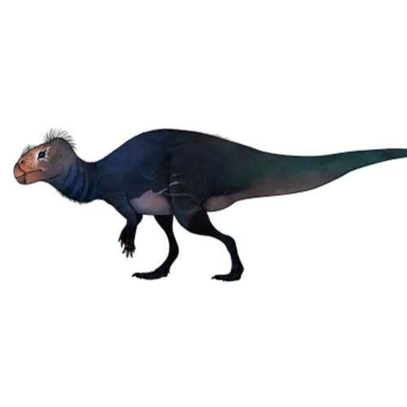 Rhabdodon, the Fluted Tooth