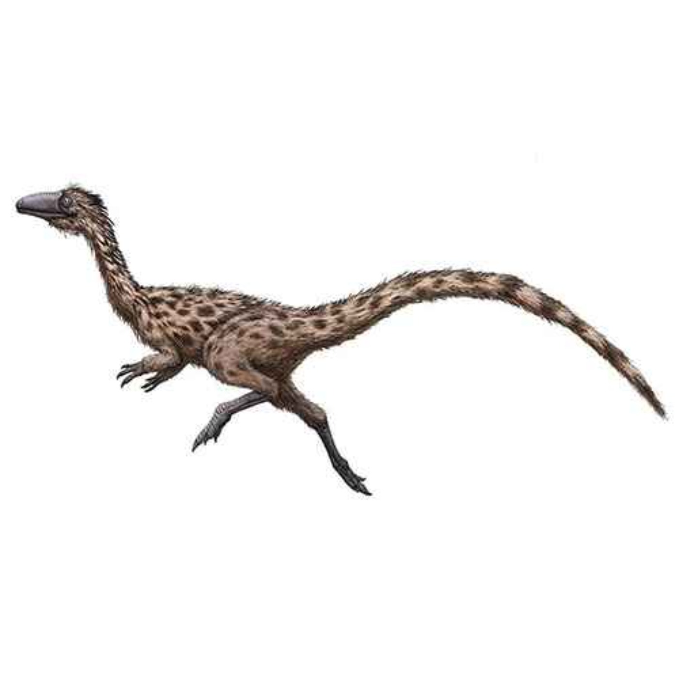 Podokesaurus, the Swift-Footed Lizard