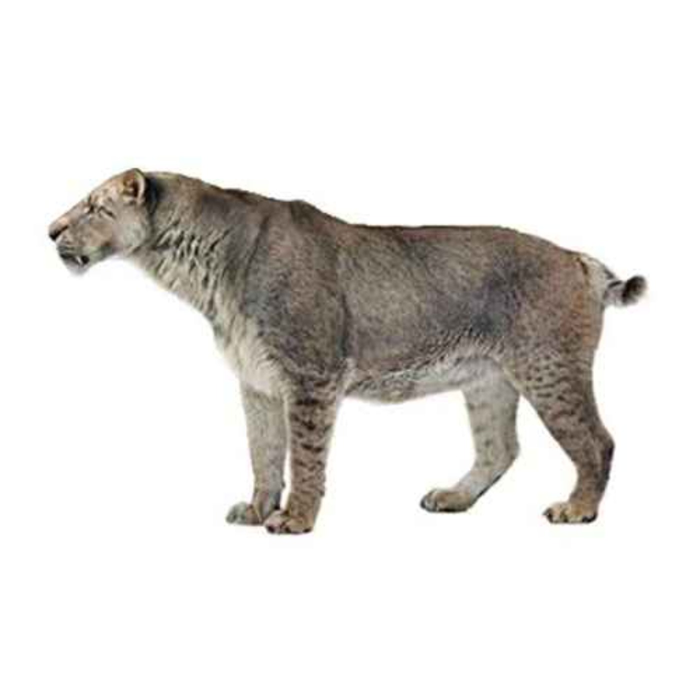 Homotherium, the Same Beast