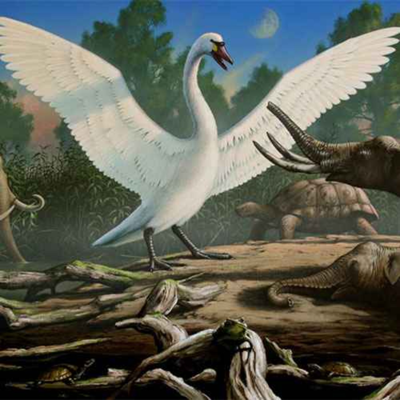 Cygnus falconeri, the Giant Swan