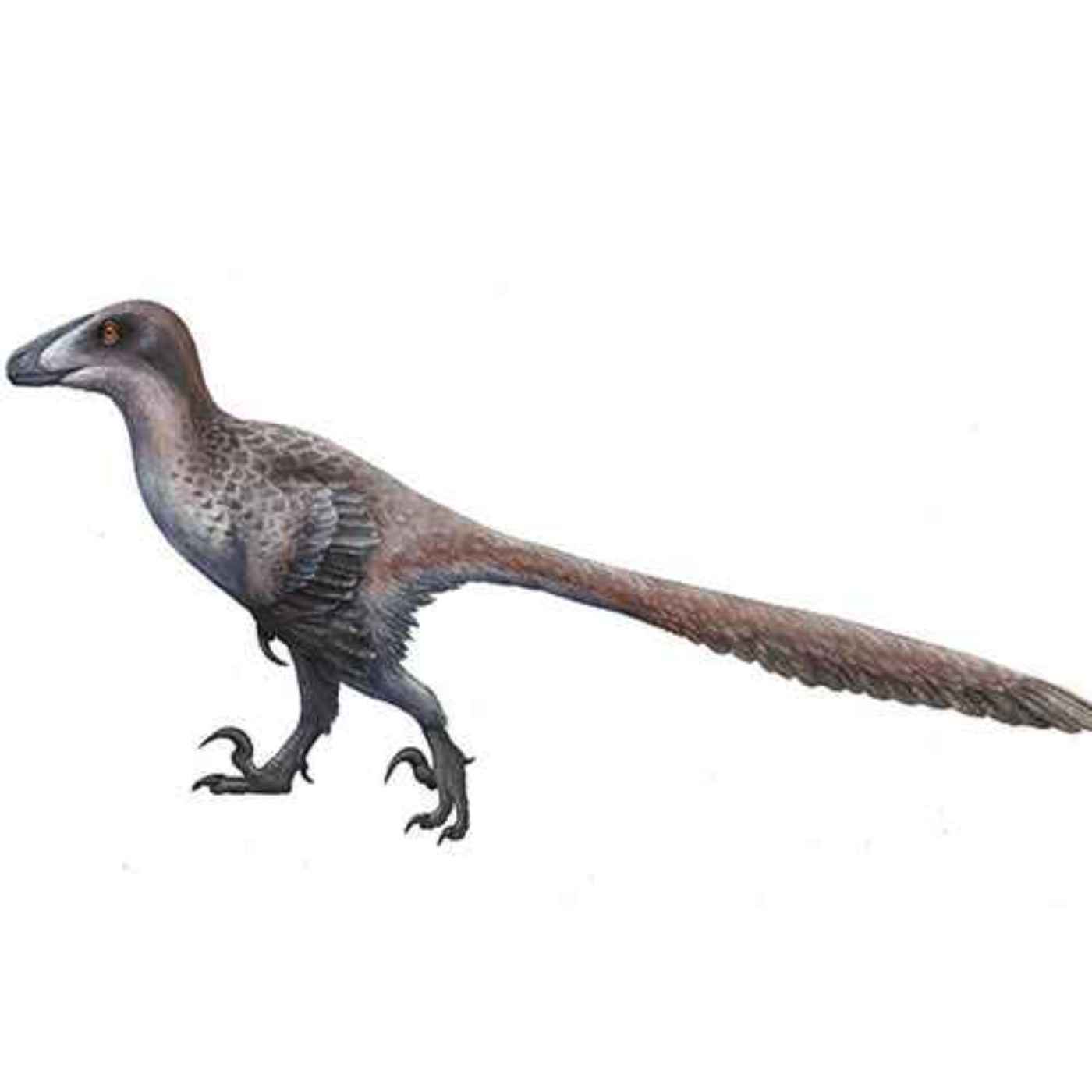 Deinonychus, the Terrible Claw