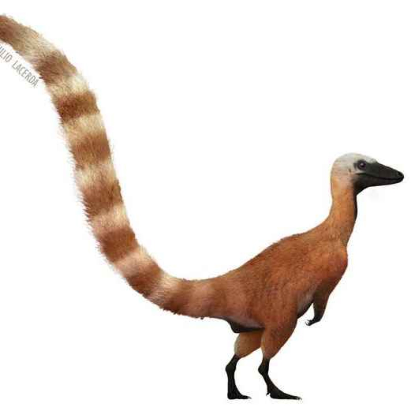 Sinosauropteryx, the Chinese Lizard Wing