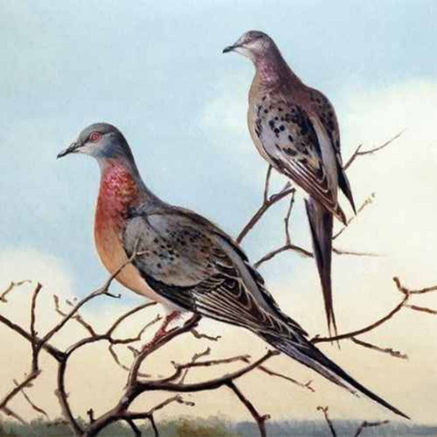 cover art for Ectopistes, the Passenger Pigeon