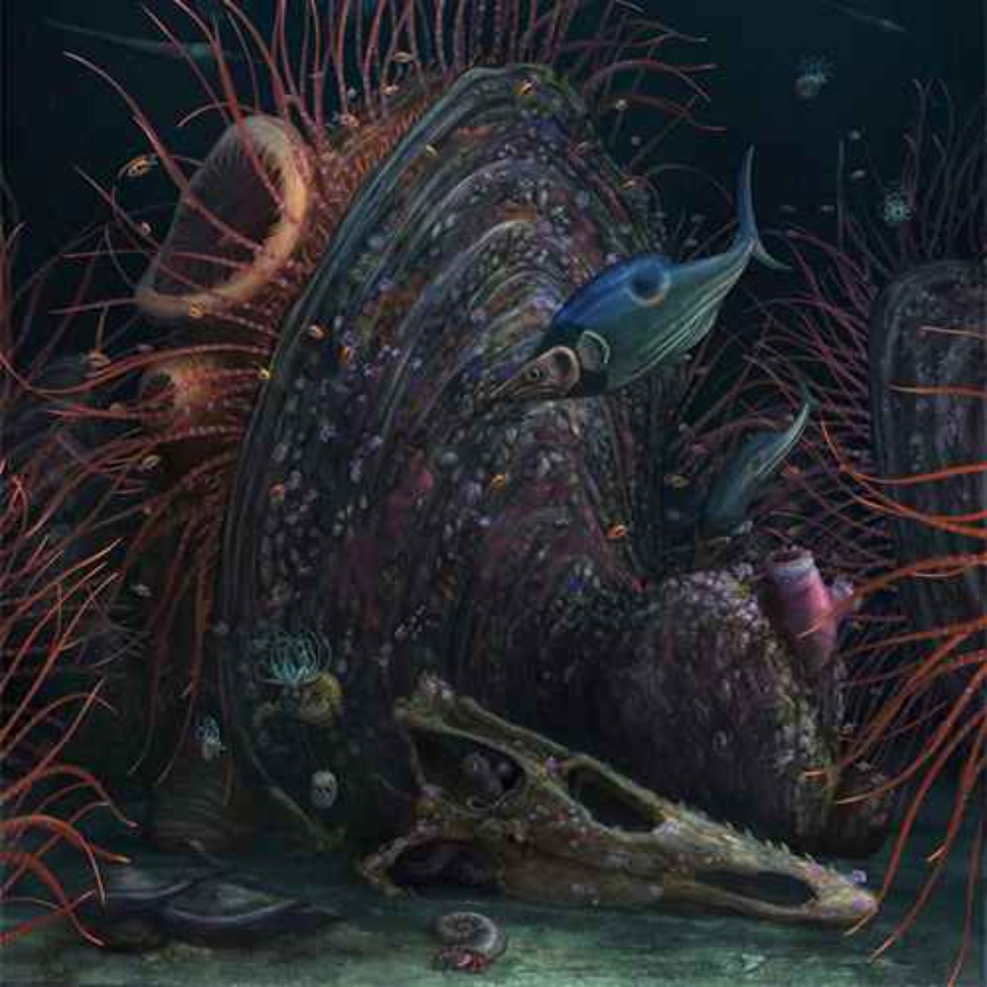 cover art for Platyceramus, the Broad Shell