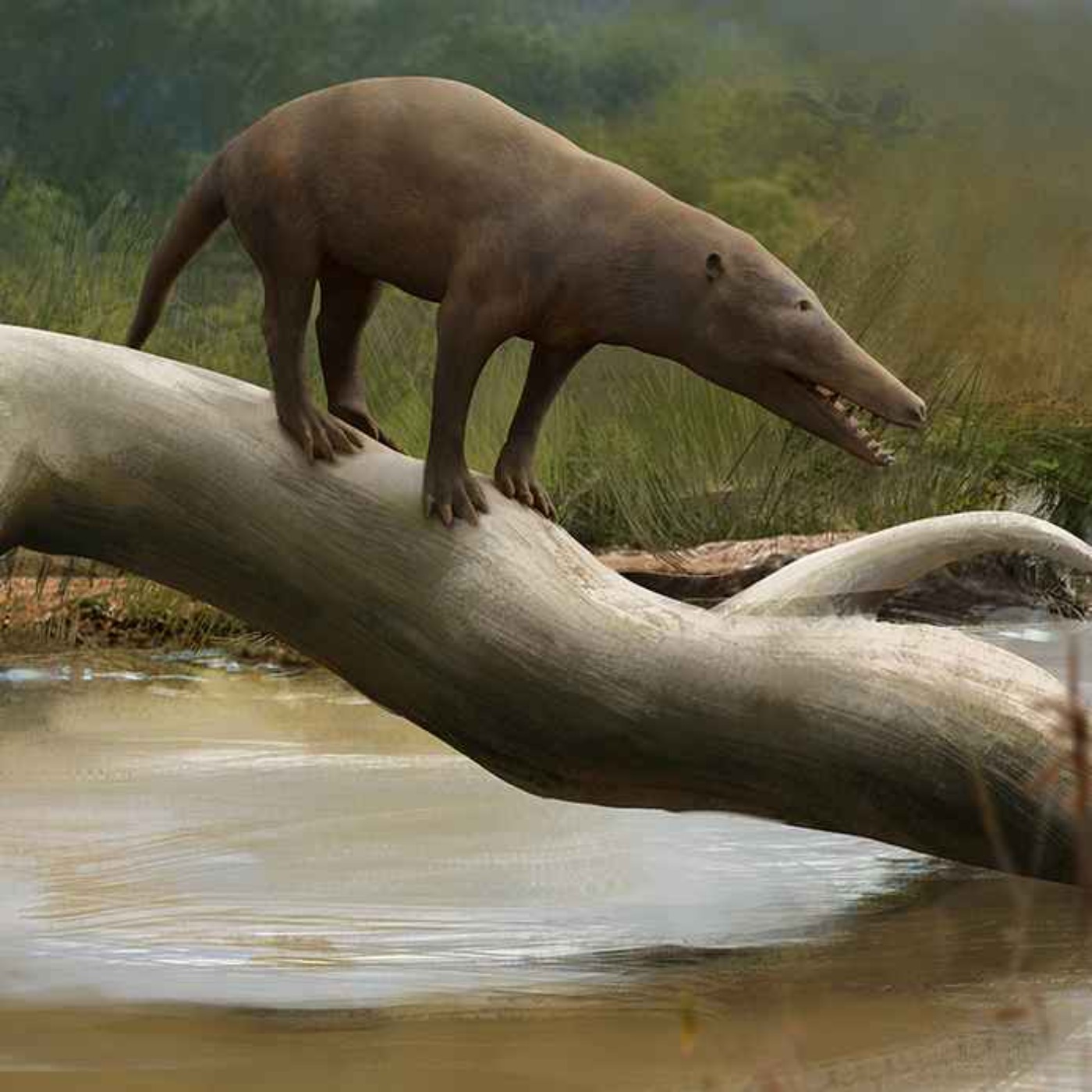 Pakicetus, the Pakistani Whale