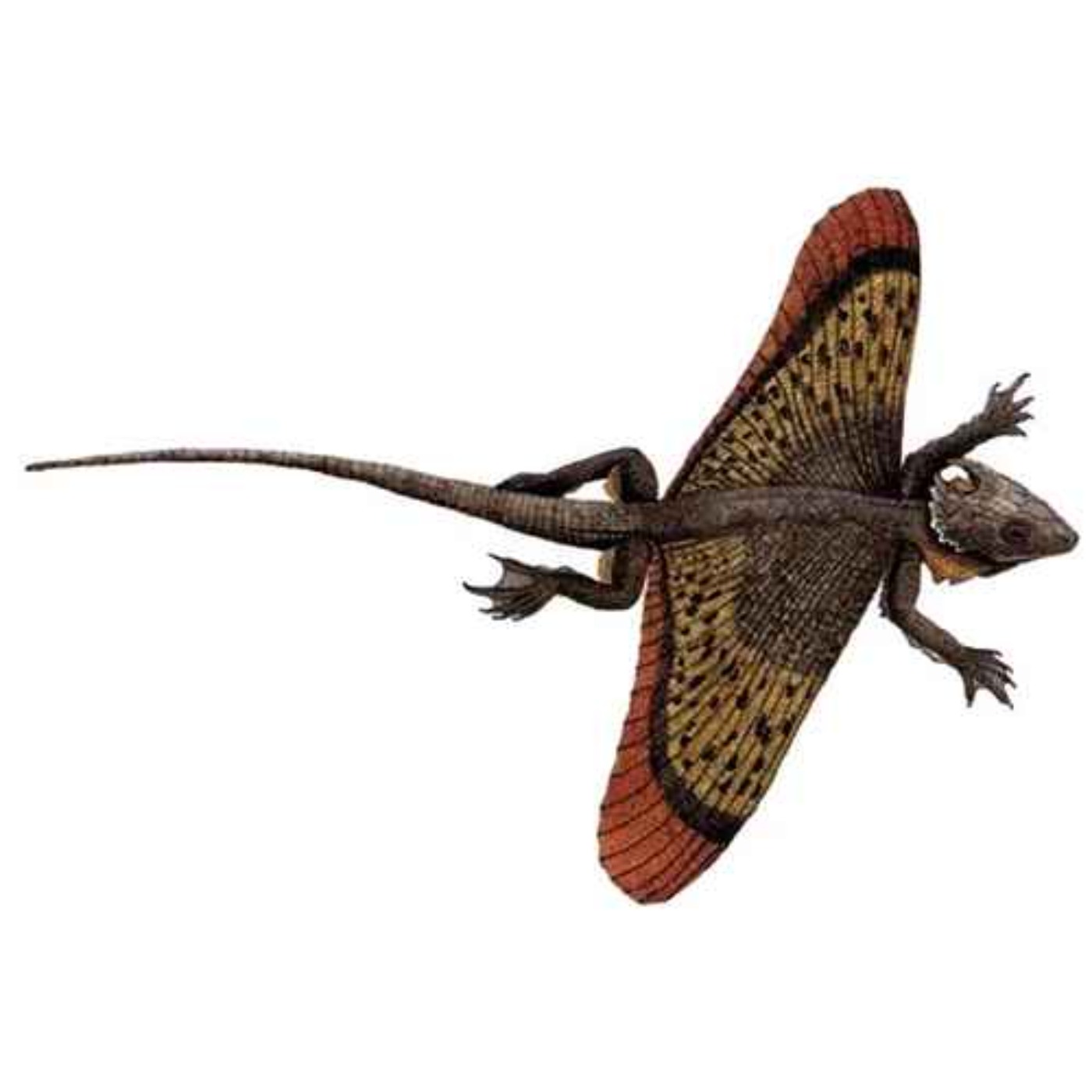 Coelurosauravus, the Hollow Lizard Grandfather