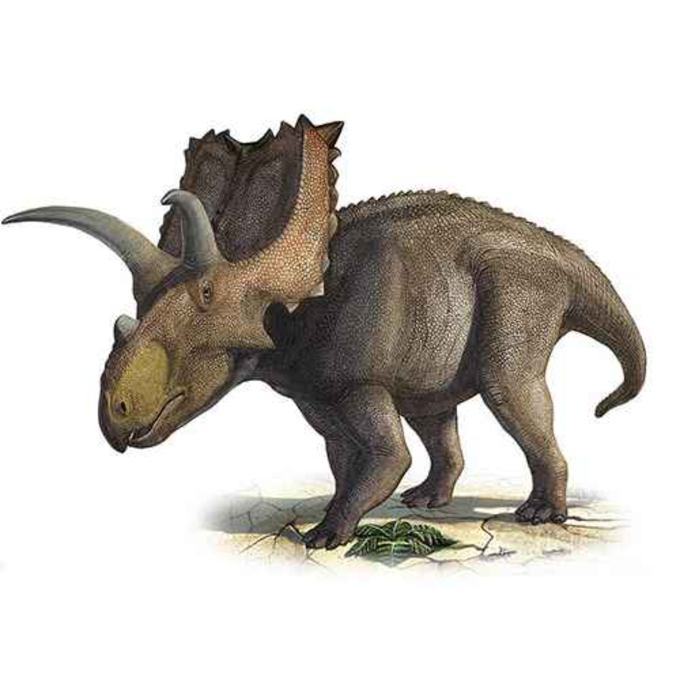 Coahuilaceratops, the Horned Face of Coahuila