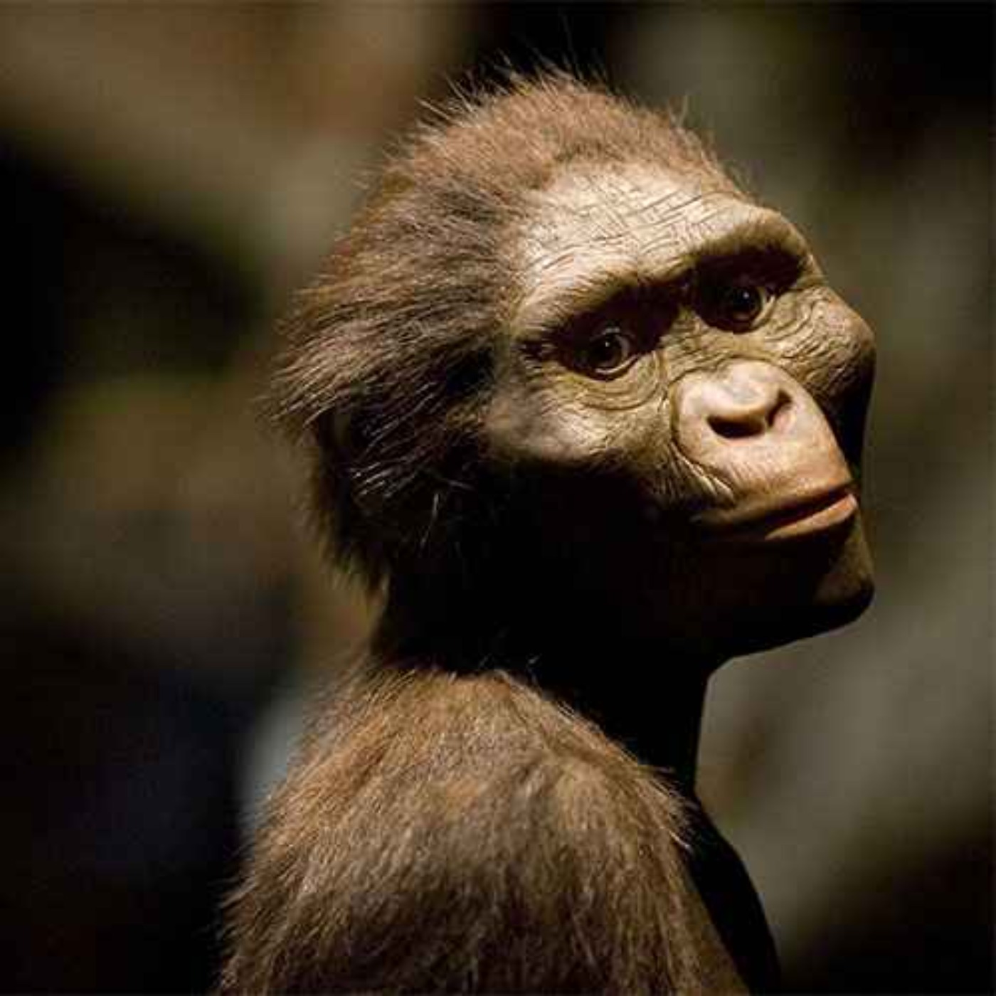 Australopithecus, the Southern Ape