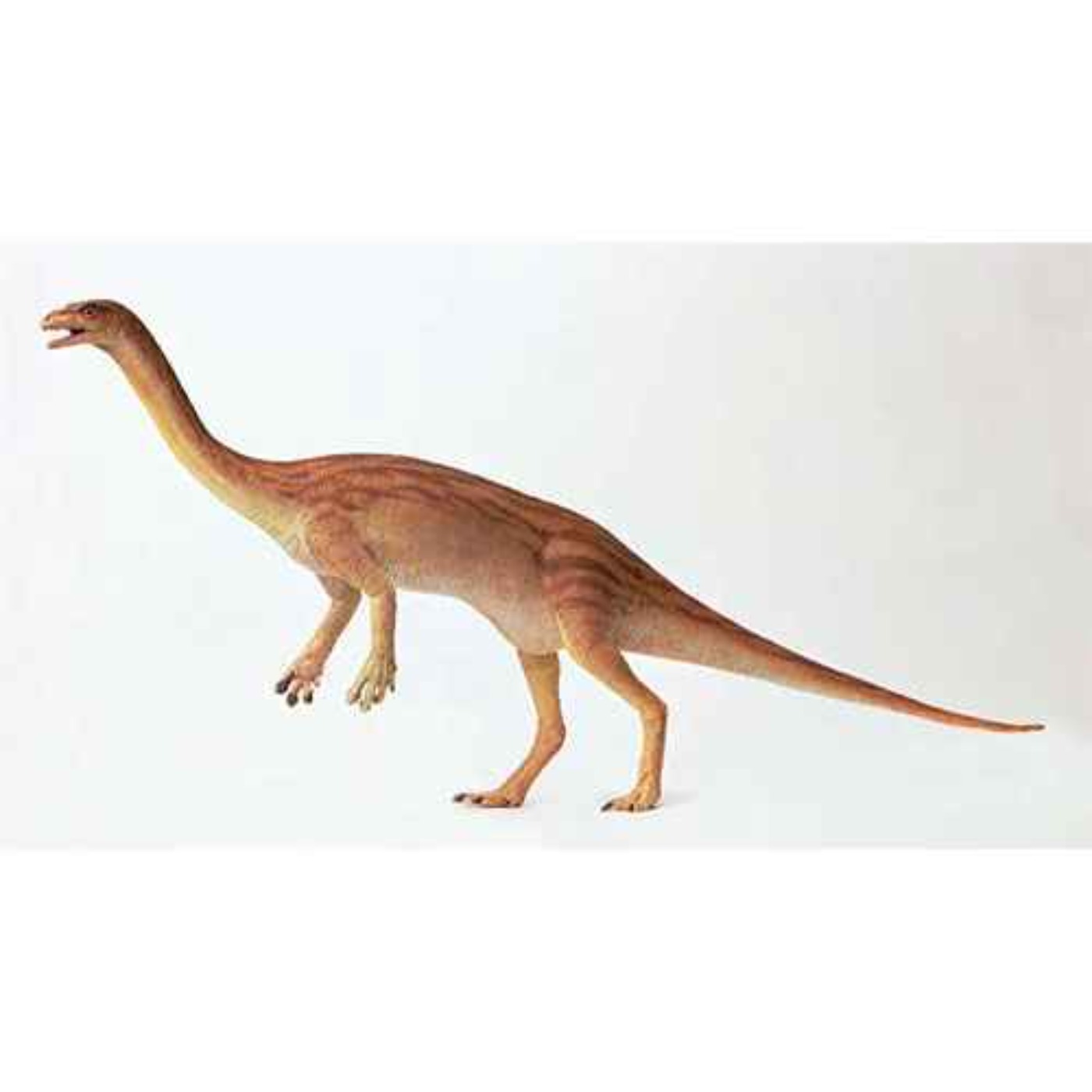 Anchisaurus, the Intermediate Lizard