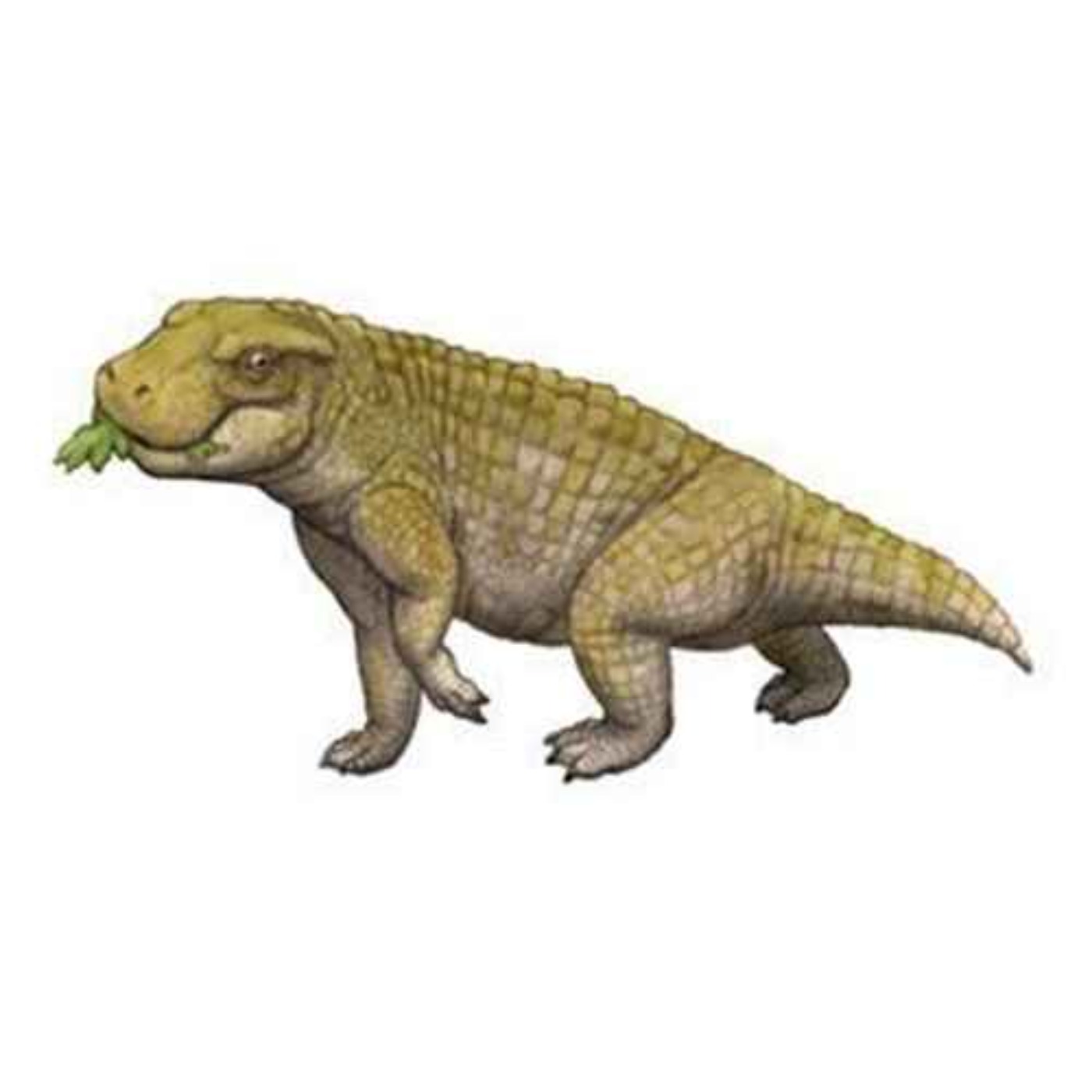 Simosuchus, the Pug-Nosed Crocodile