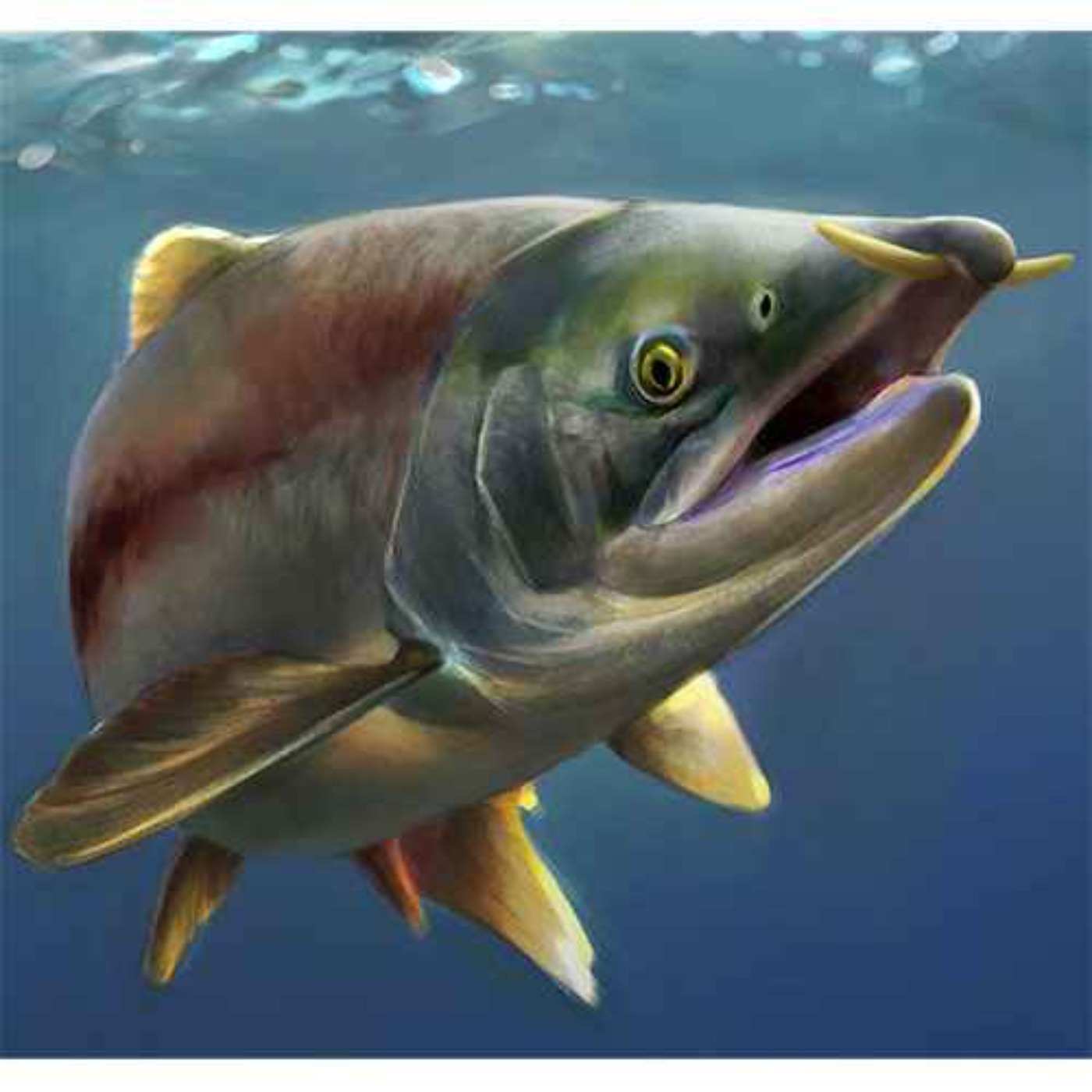 Oncorhynchus rastrosus, the Saber-toothed Salmon