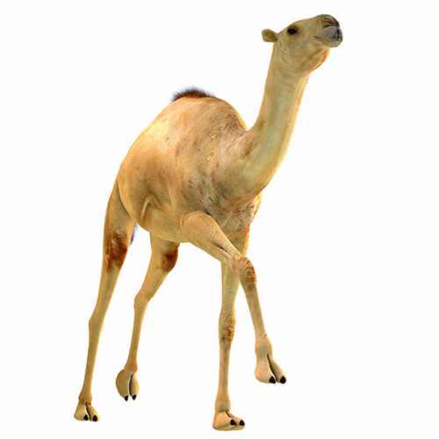 Camelops, the Camel Face