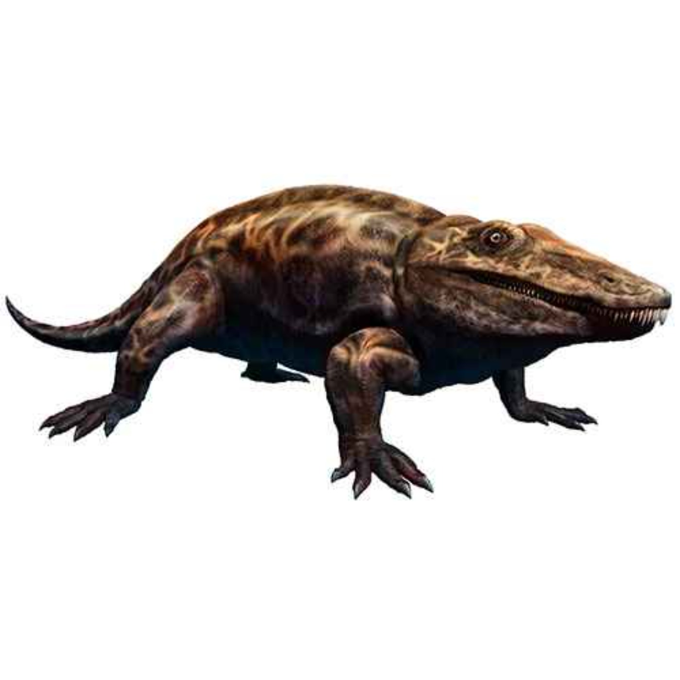Eryops, the Drawn-Out Face