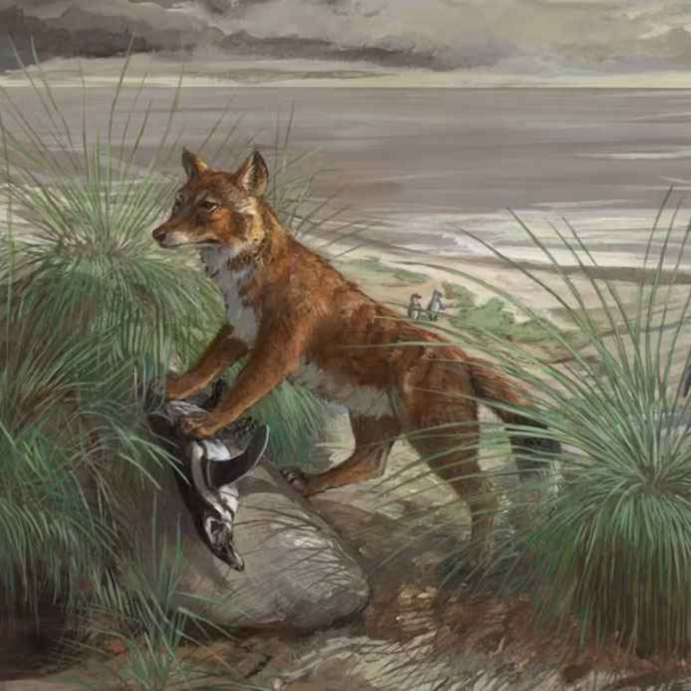 Dusicyon, the Falkland Islands Wolf