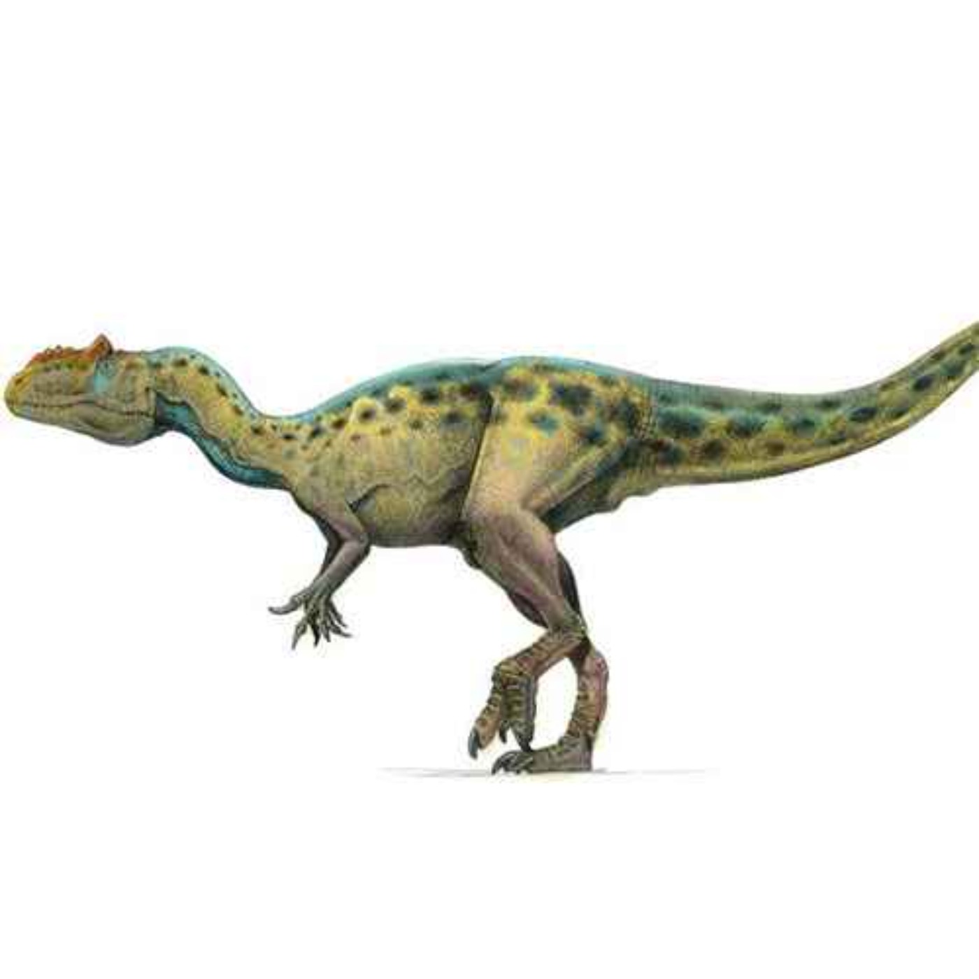 A. anax, the Usurper of Saurophaganax