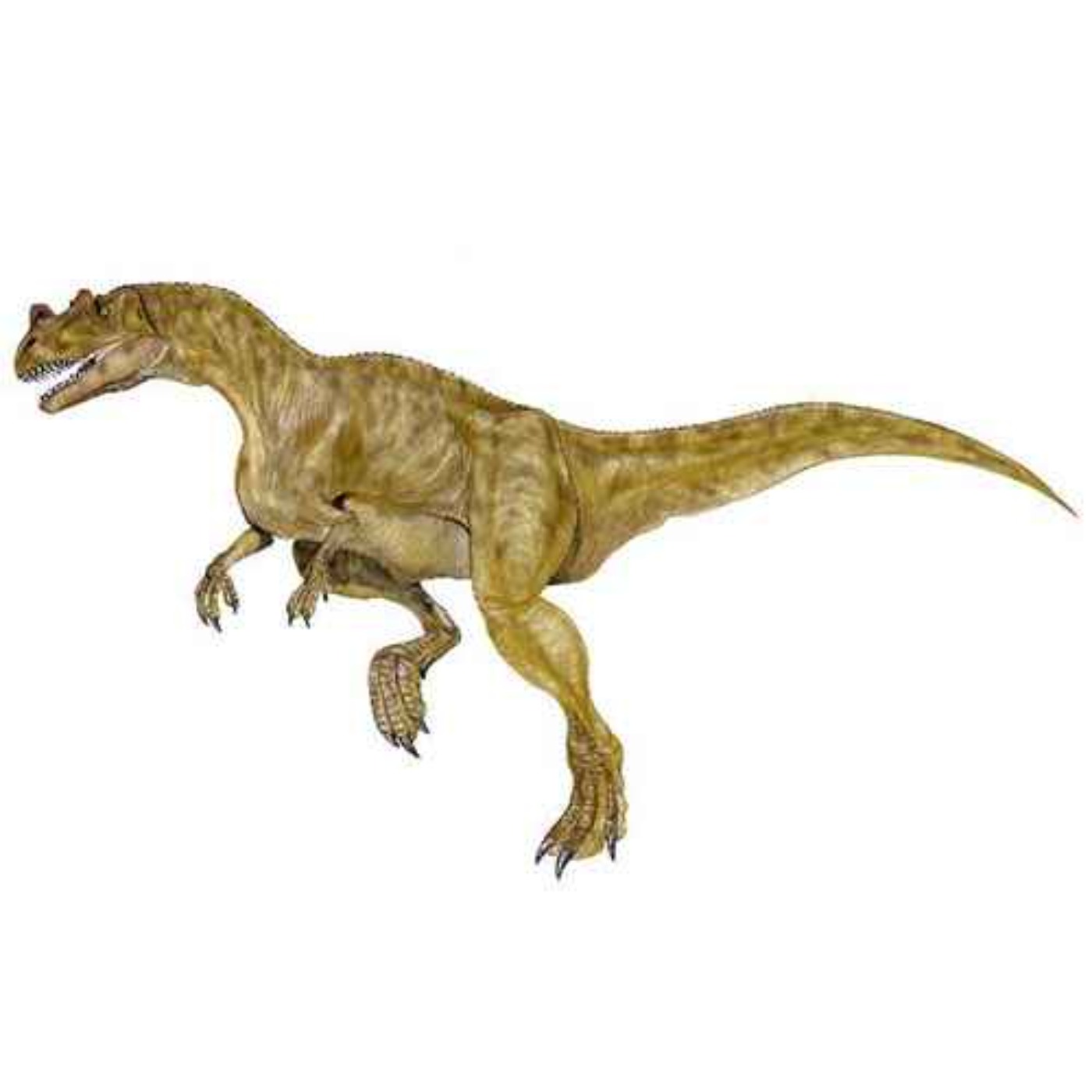 Ceratosaurus, the Horned Lizard