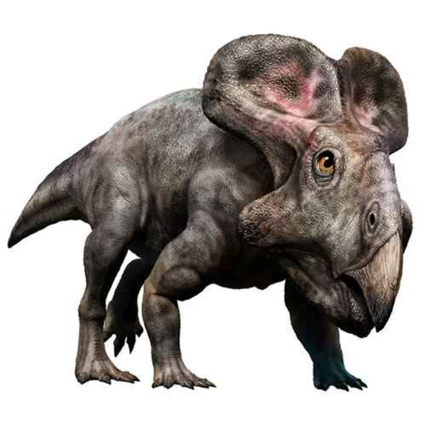 Protoceratops, the First Horned Face