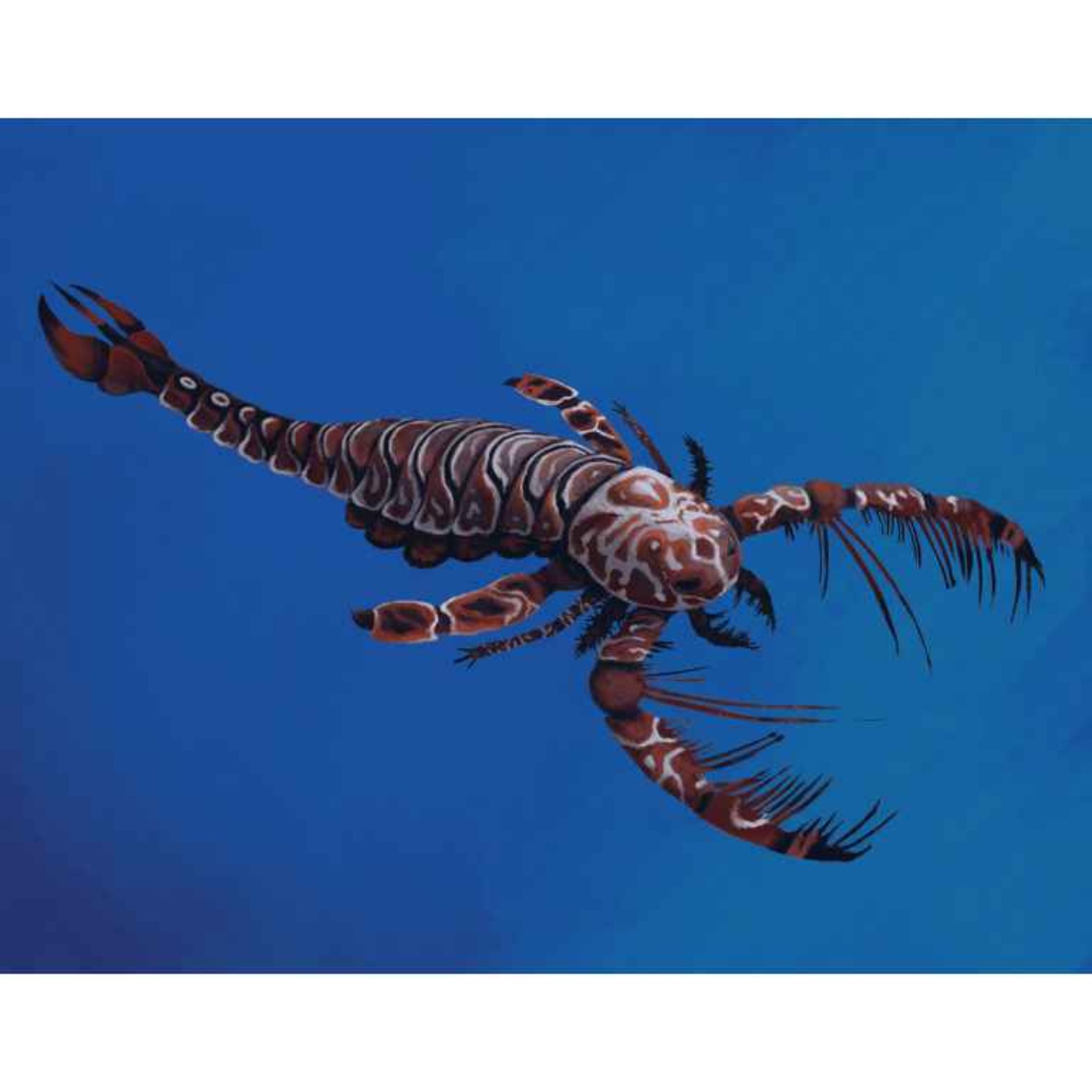Megalograptus, the Great Writing