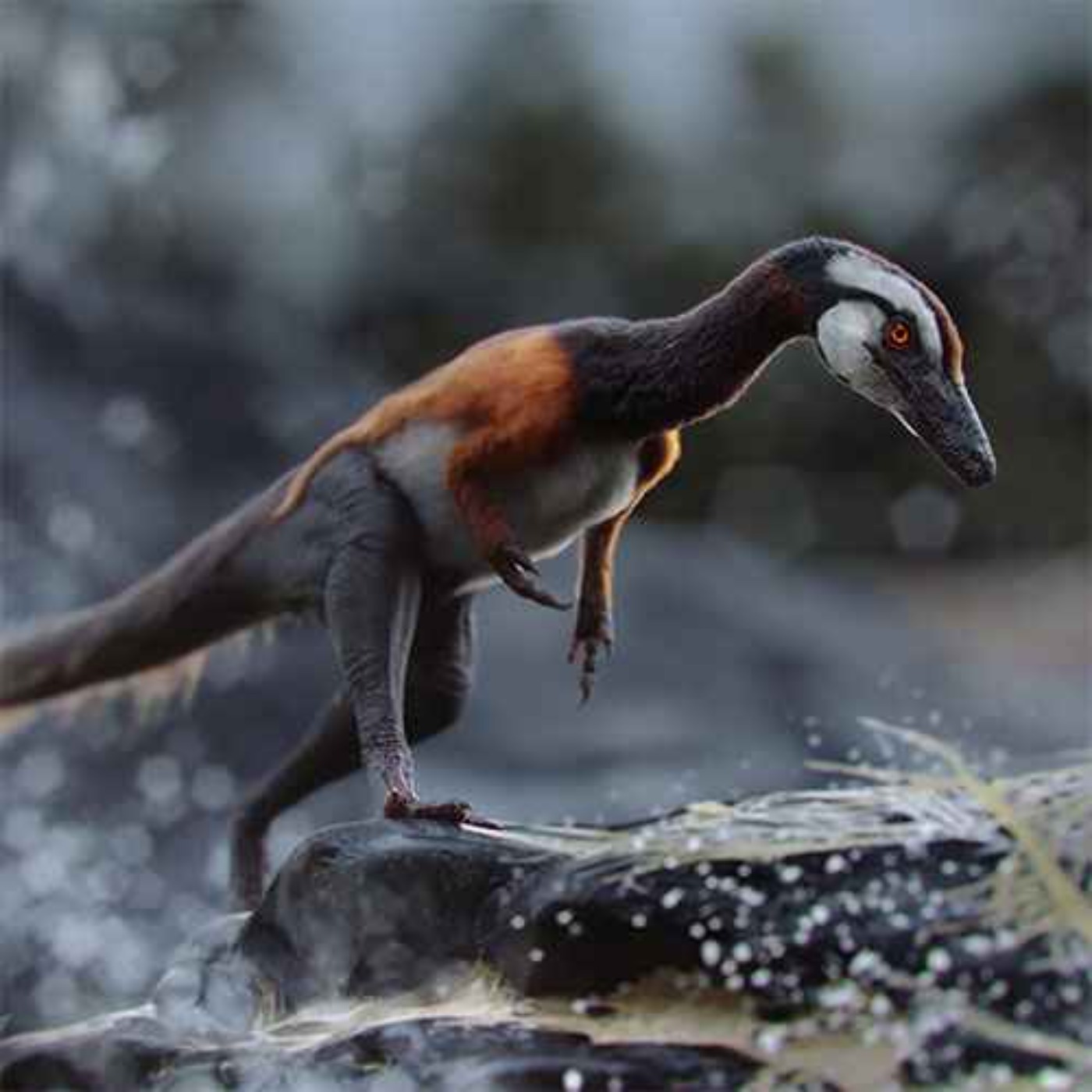 Compsognathus, the Elegant Jaw