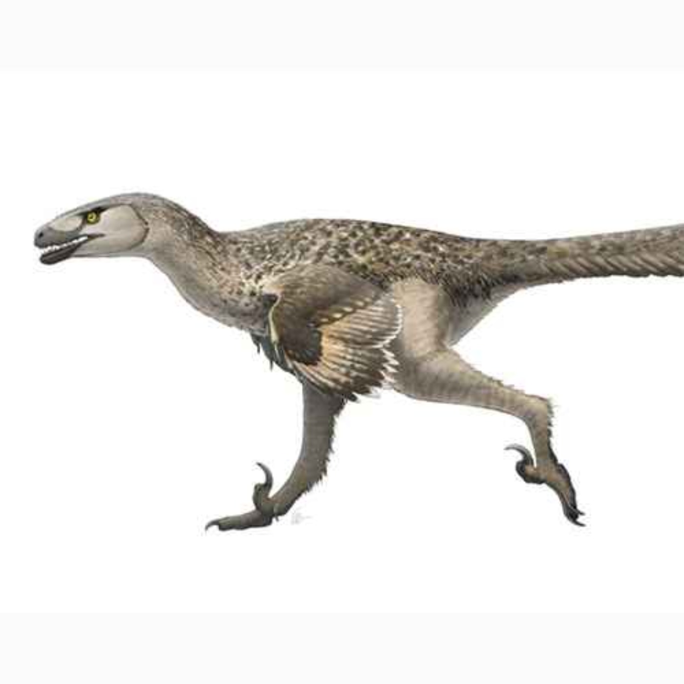 Dromaeosaurus, the Running Lizard