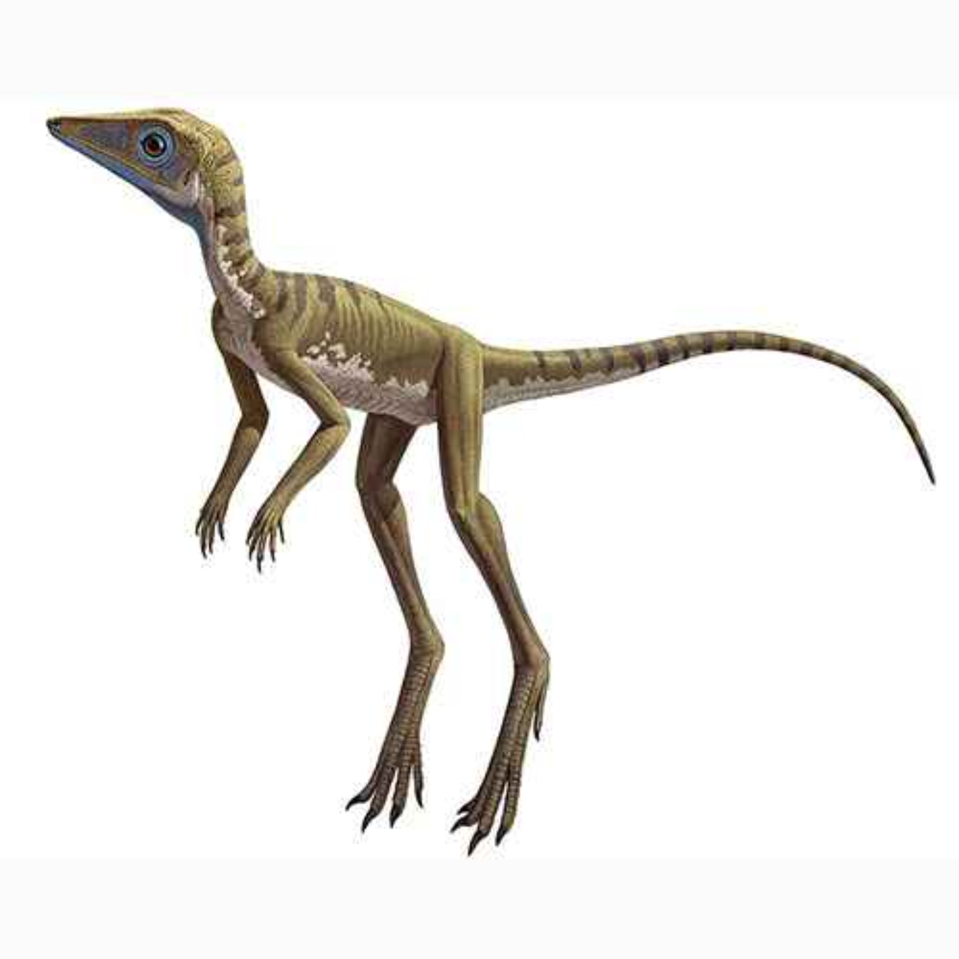 Scleromochlus, the Hard Limb