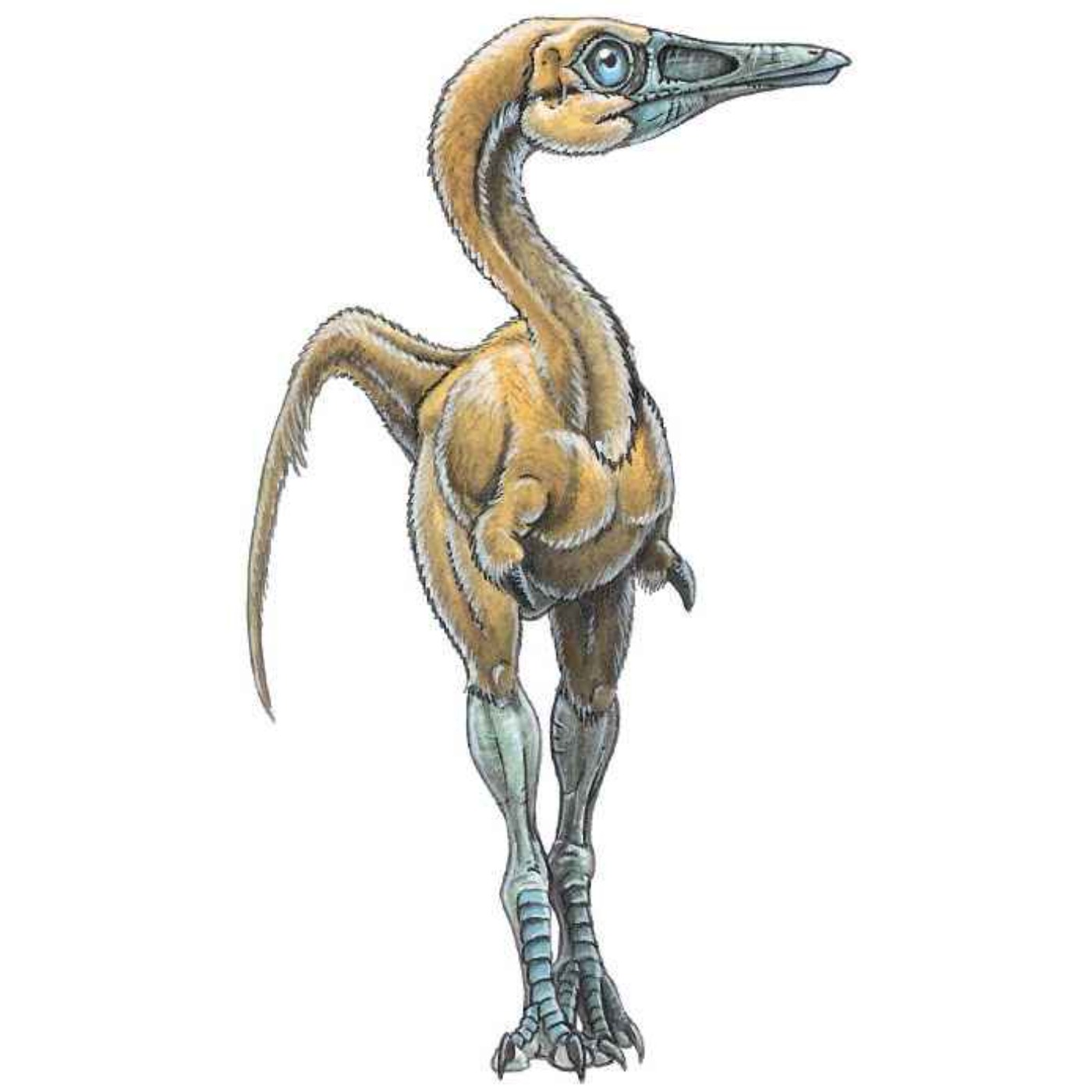 Shuvuuia, the Mongolian Bird