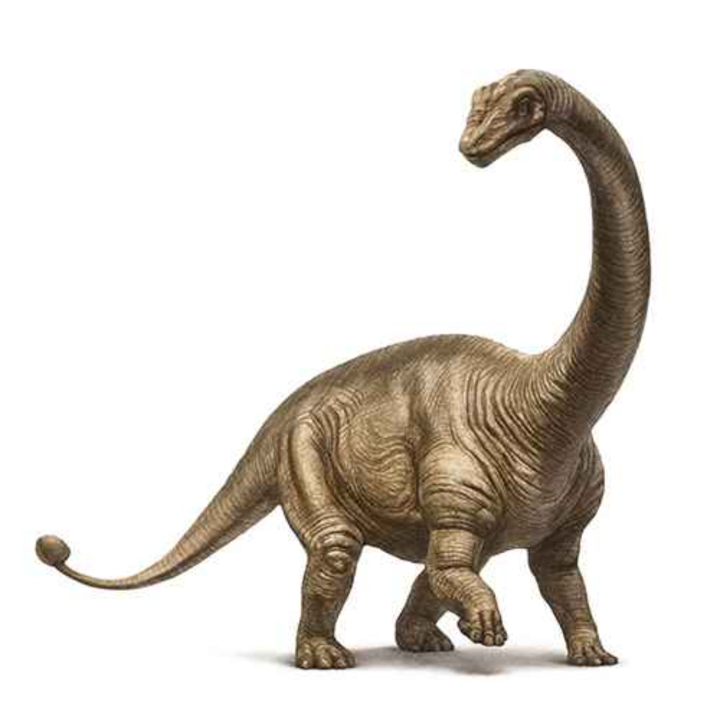 Shunosaurus, the Lizard of the Sichuan Province