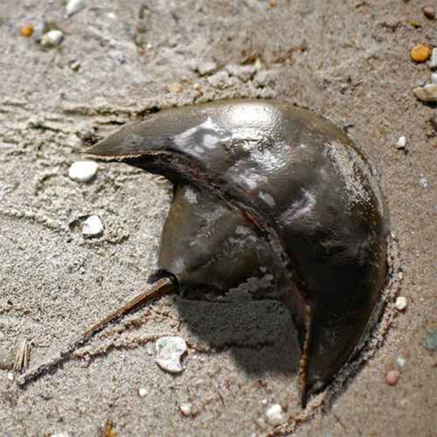 Vaderlimulus, the Horseshoe Crab of Darth Vader