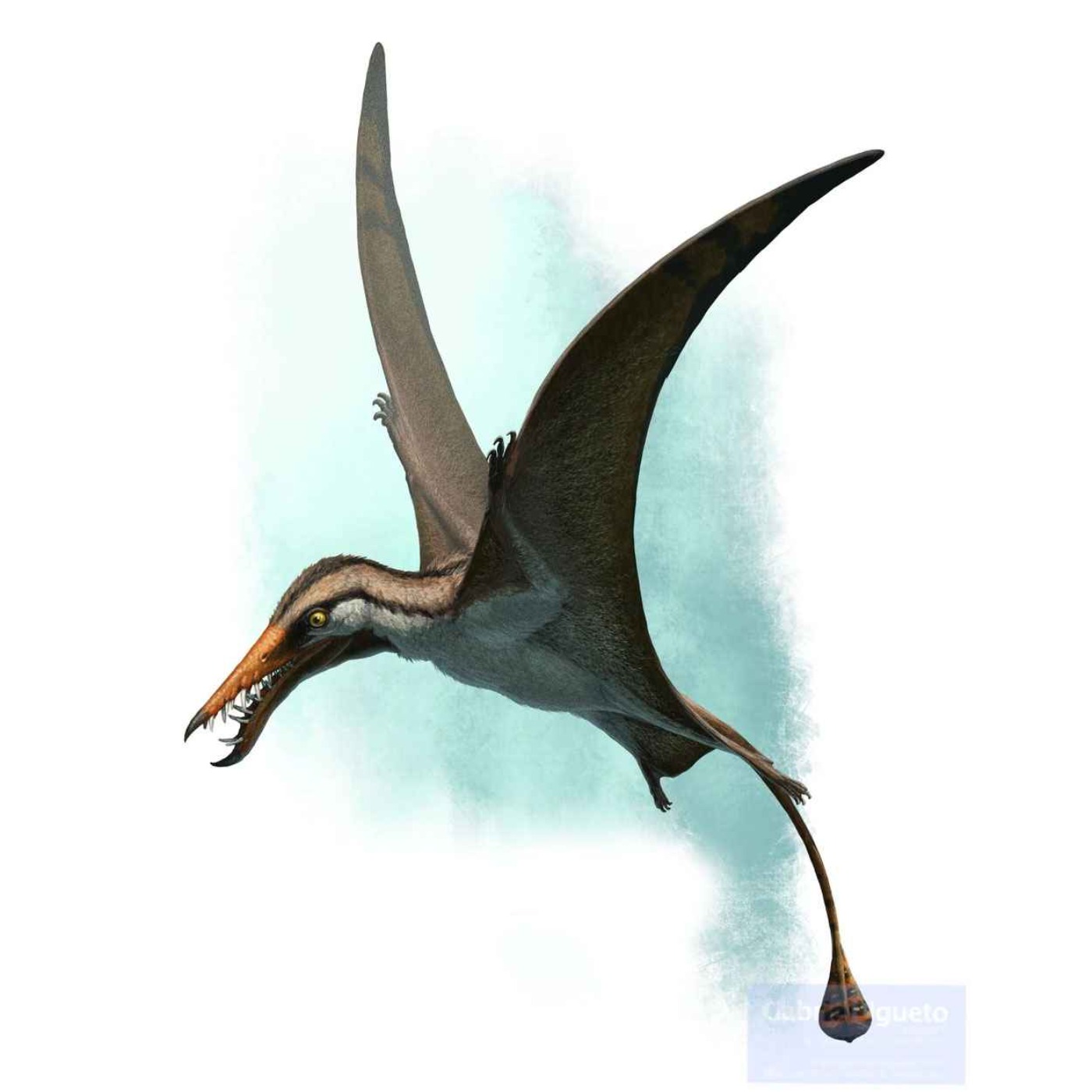 Rhamphorhynchus, the Beak Snout