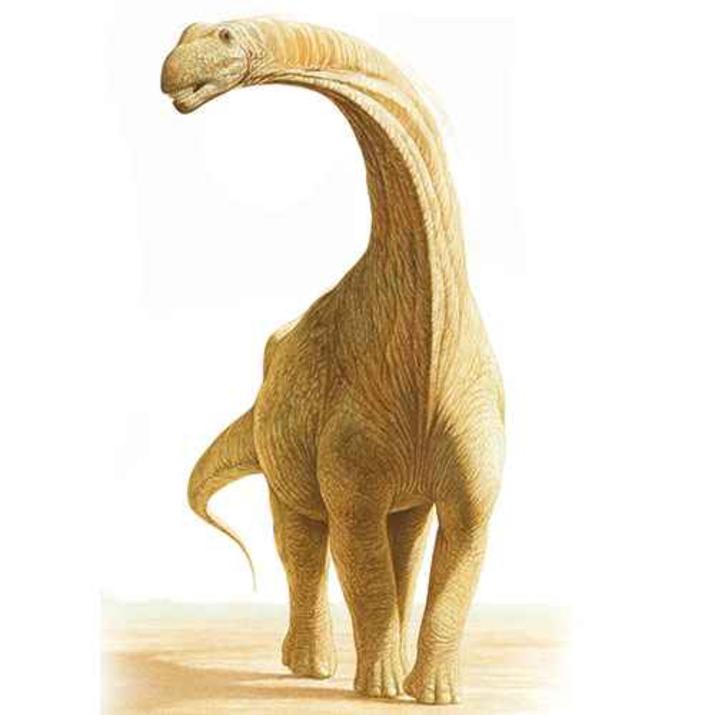 Argentinosaurus, the Argentine Lizard