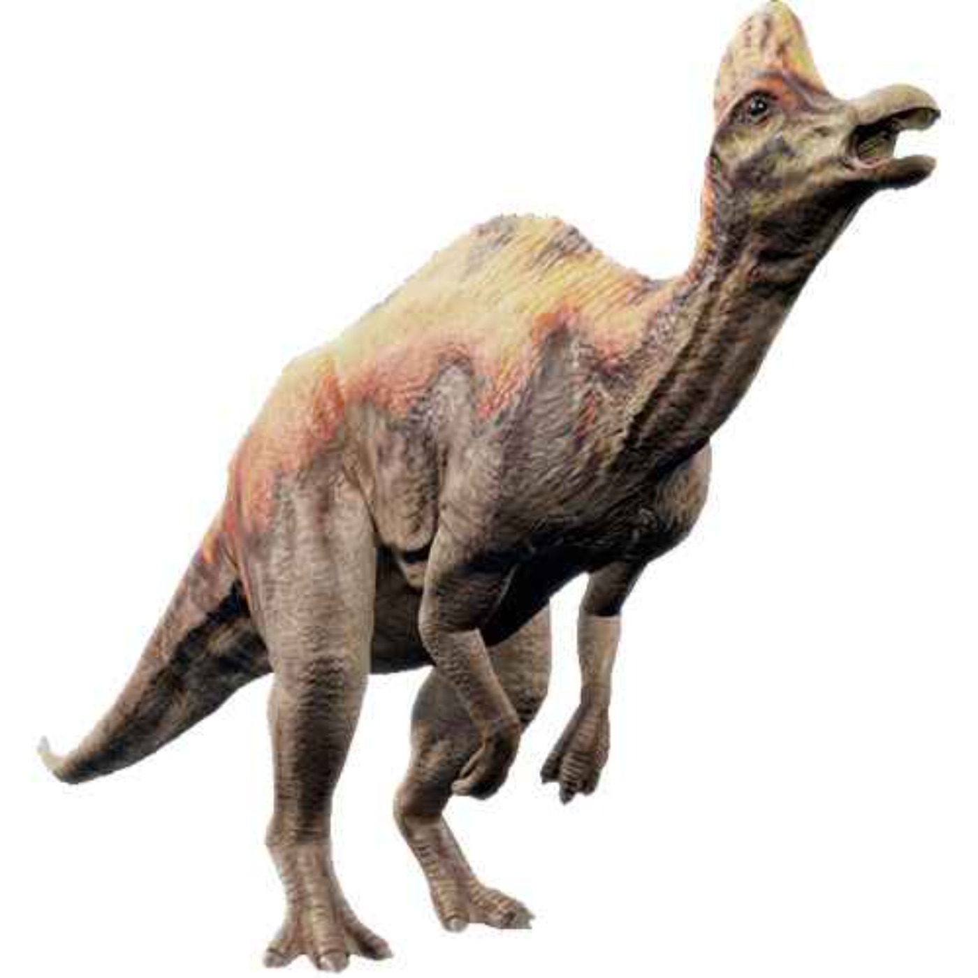 Corythosaurus, the Helmeted Lizard
