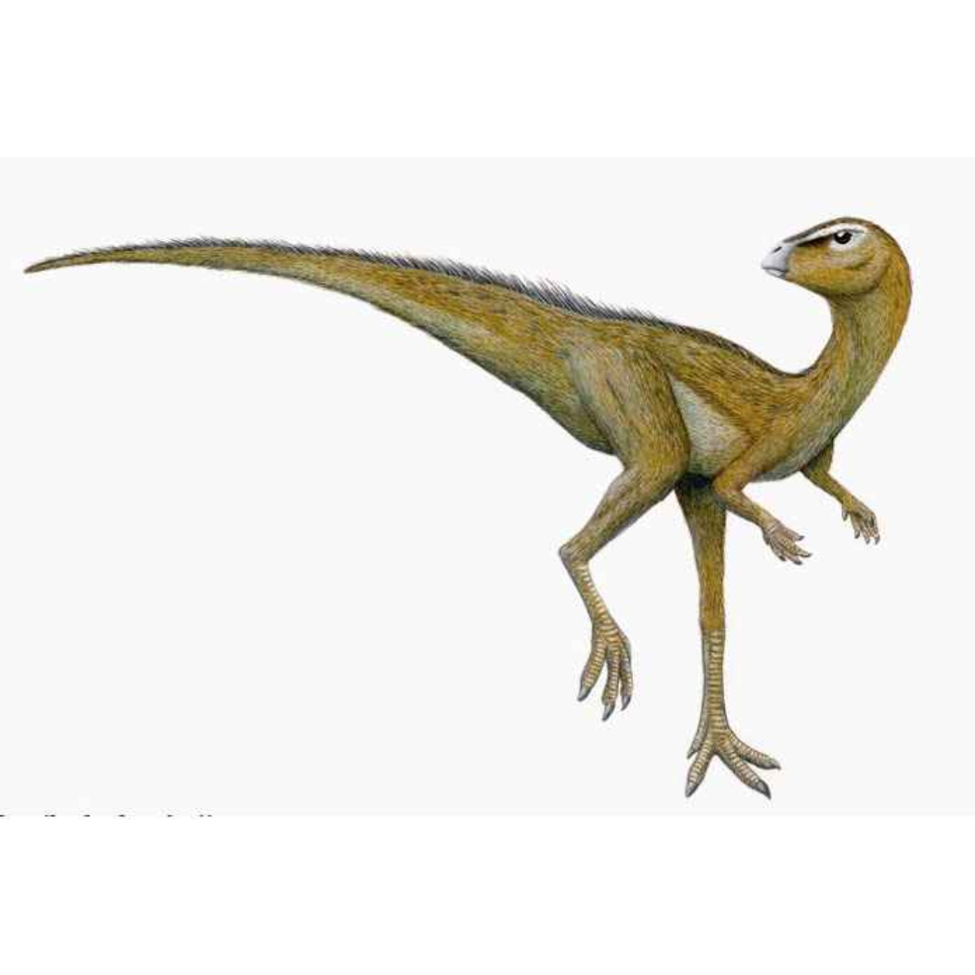 Hypsilophodon, the High-Ridged Tooth