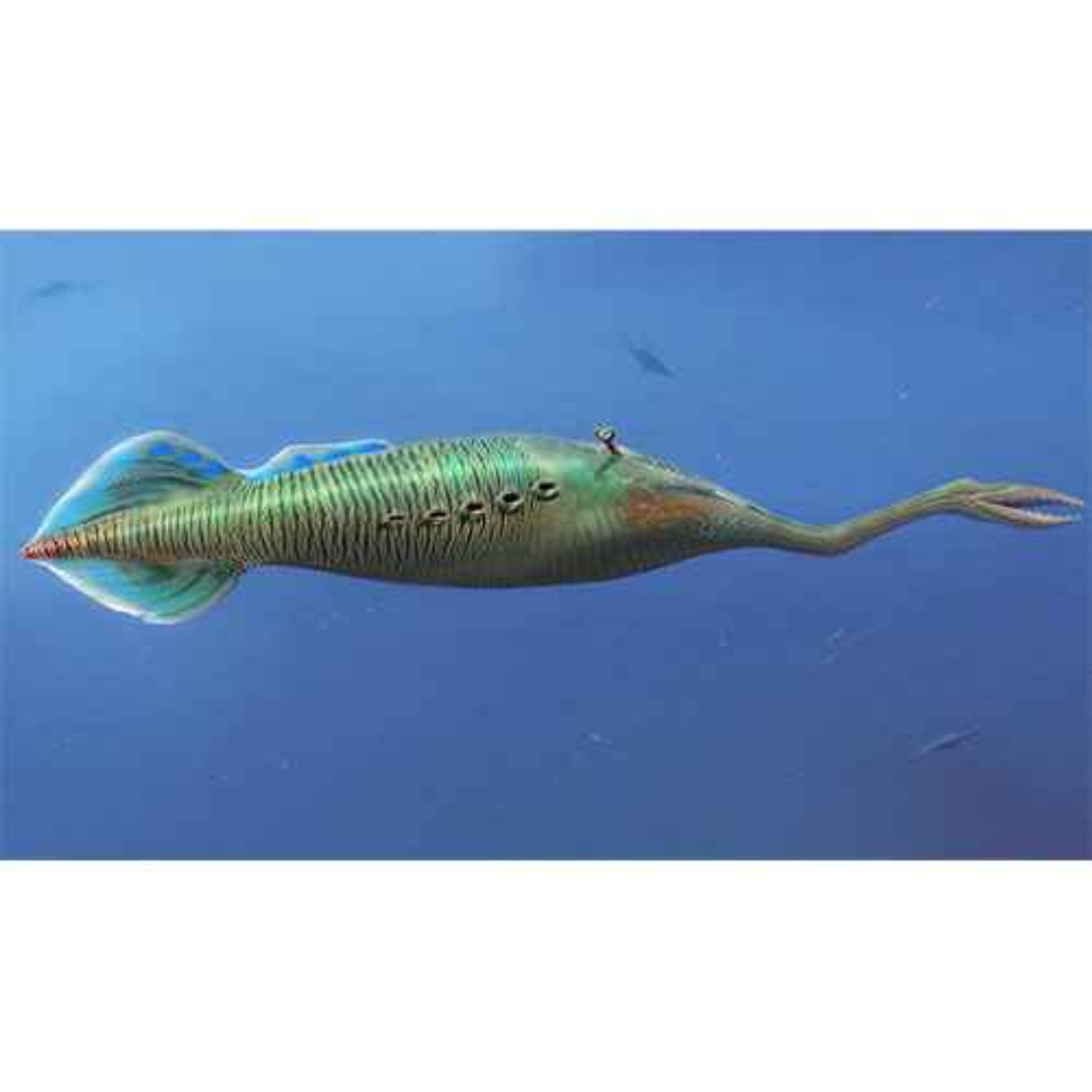 Tullimonstrum, the Monster of Francis Tully Again