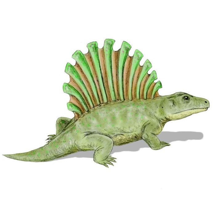 Platyhystrix, the Flat Porcupine