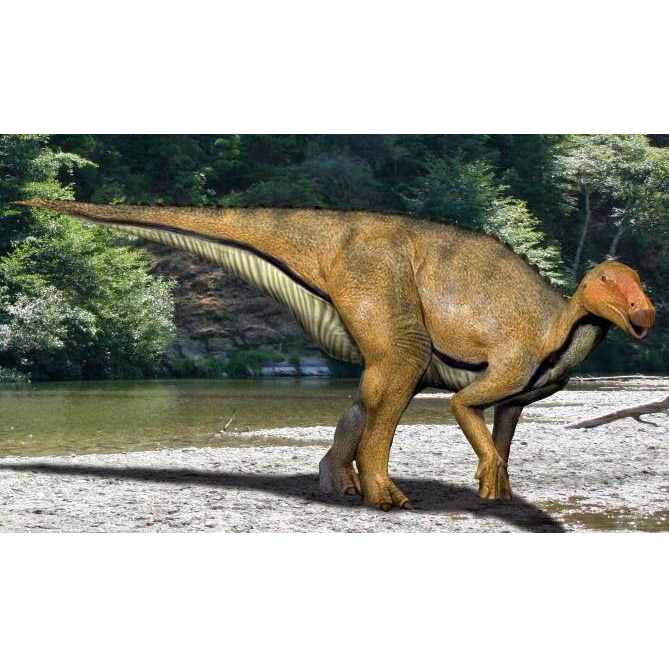 Koshisaurus, the Lizard of the Koshi Region