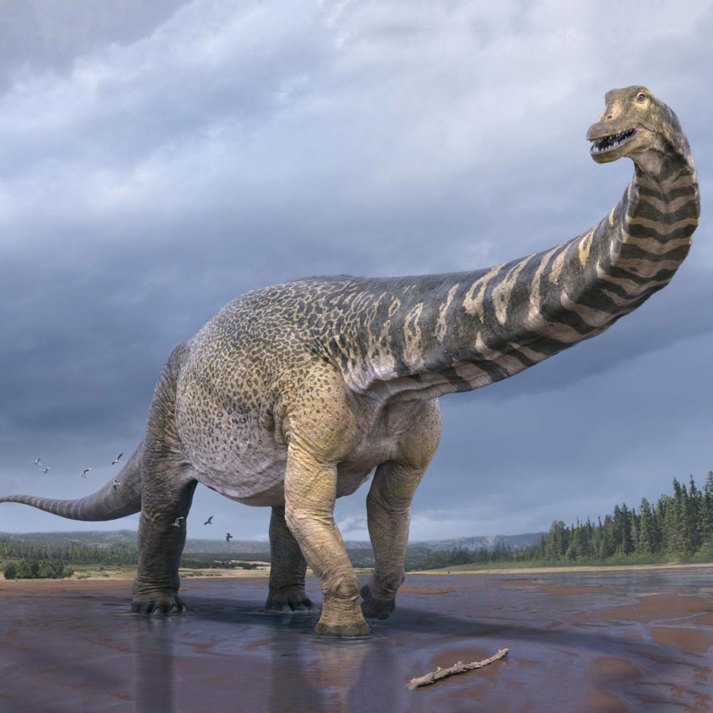 Paleo Bites