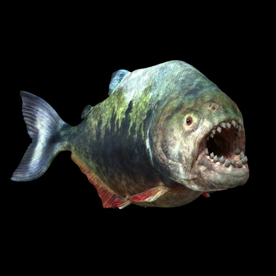 Megapiranha, the Giant Piranha