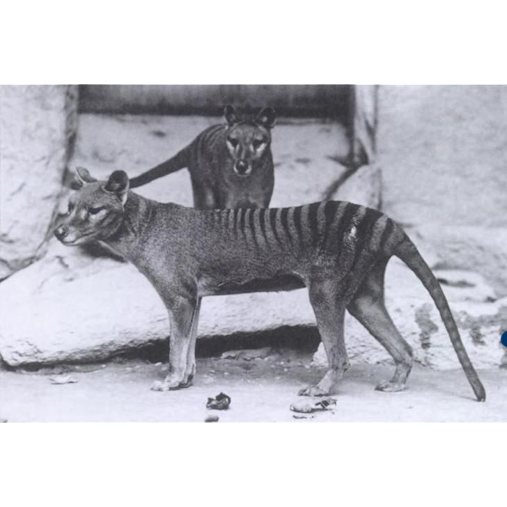 Thylacinus, the Tasmanian Tiger