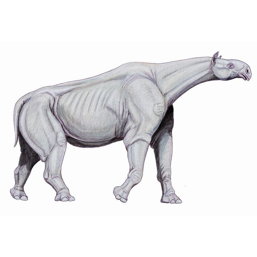 Paraceratherium, the Near Hornless Beast