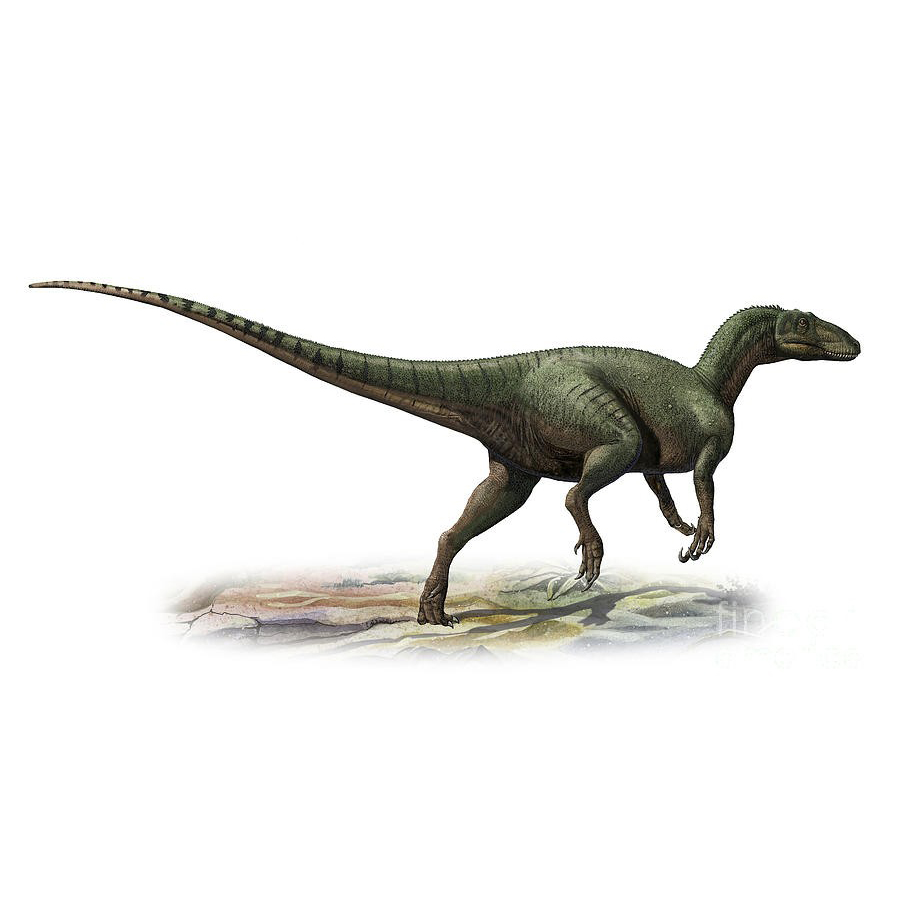 Paleo Bites