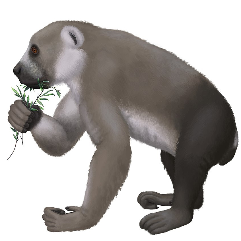 Archaeoindris, the Ancient Indris Lemur
